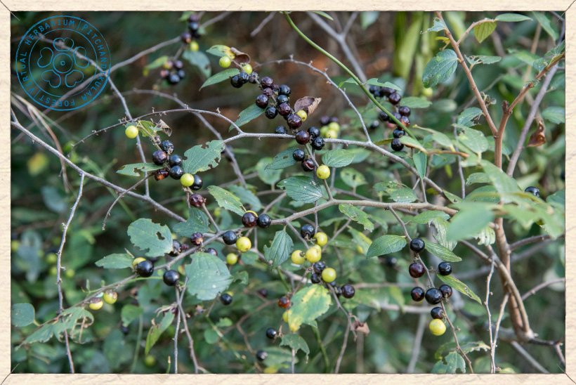Ziziphus oenopolia in fruit