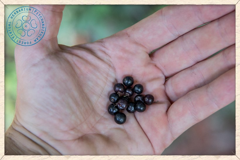Ziziphus oenopolia ripe fruits