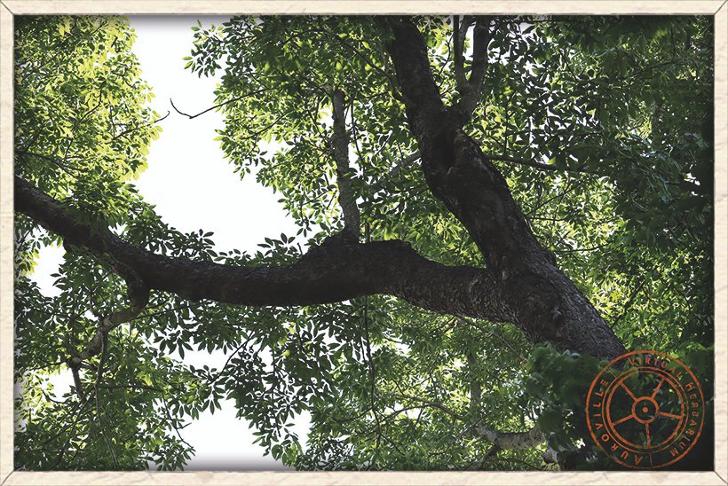 Bombax ceiba mature top branches