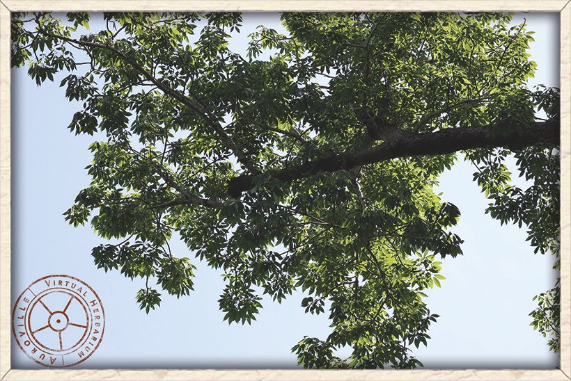 Bombax ceiba mature canopy