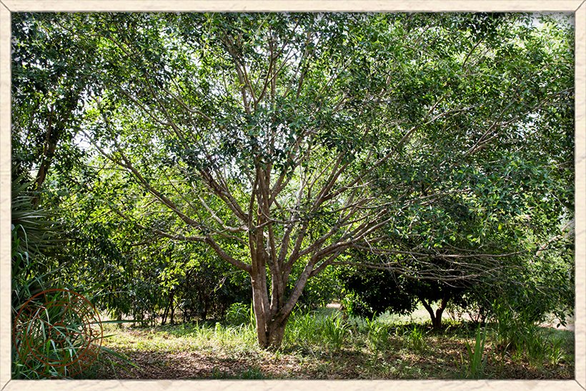 Ficus microcarpa young tree