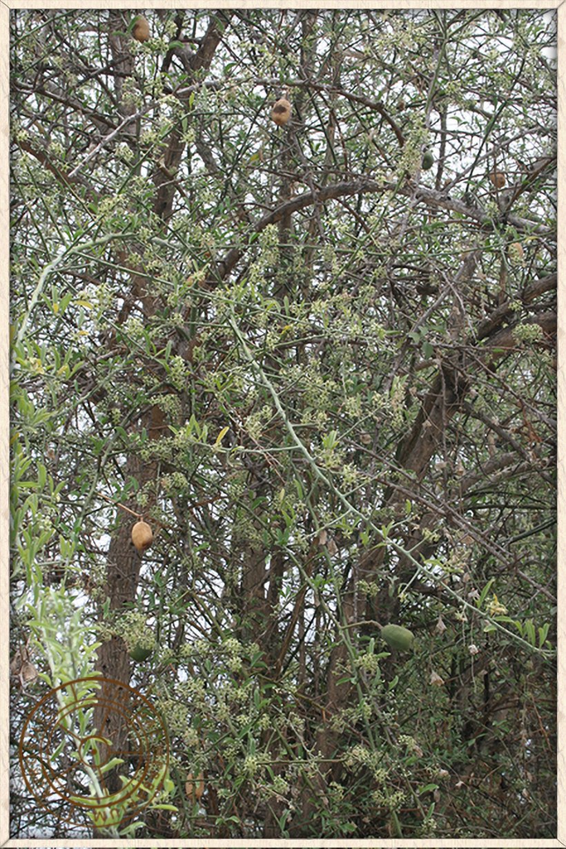 Balanites roxburghii with long spiny branches