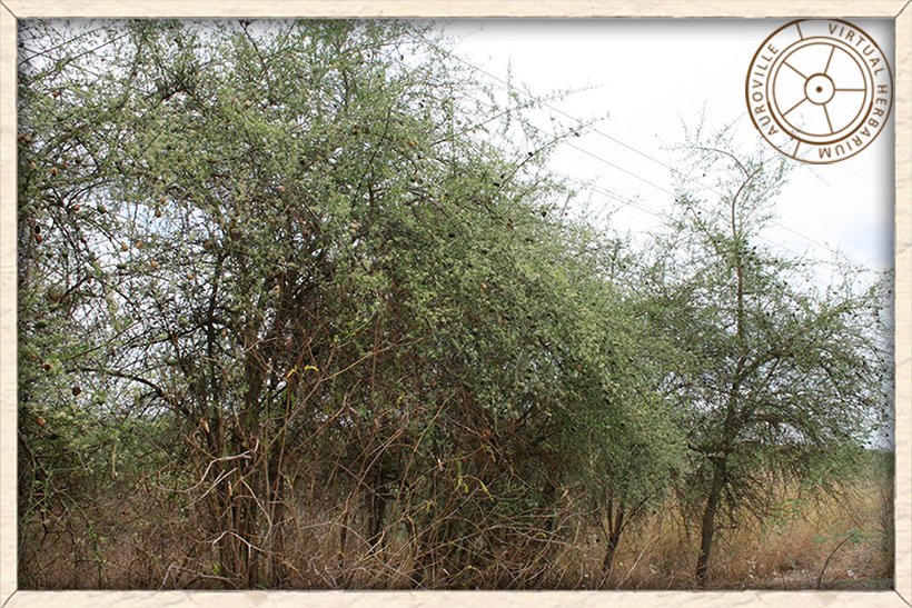 Balanites roxburghii as a small deciduous tree