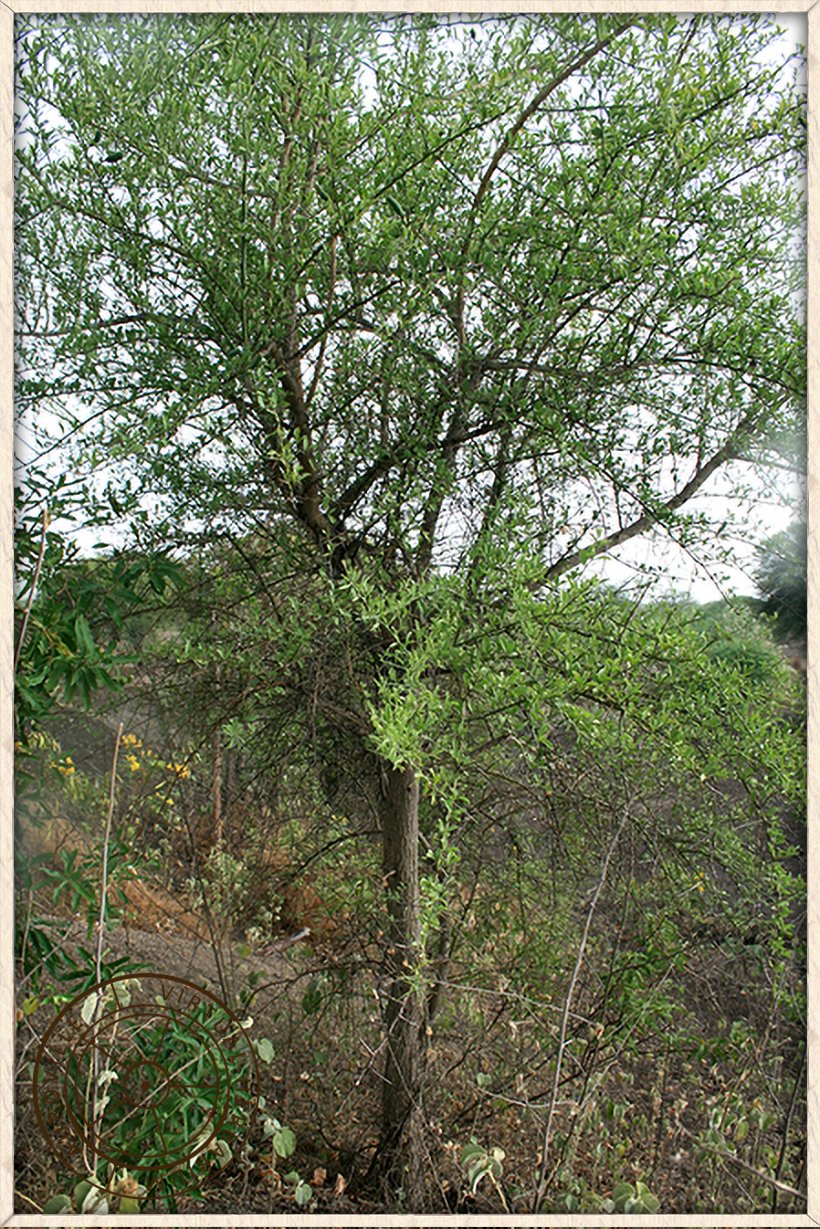 Balanites roxburghii as a small deciduous tree
