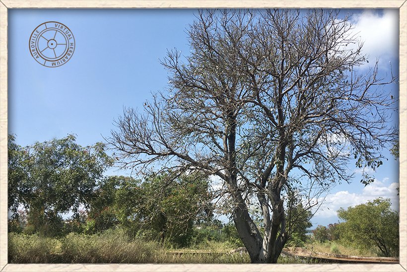 Maerua apetala habit