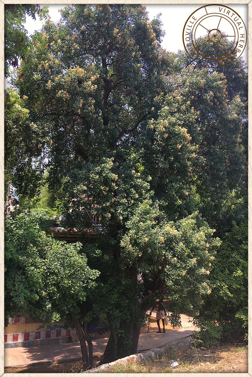 Maerua apetala habit of mature tree in a sacred grove