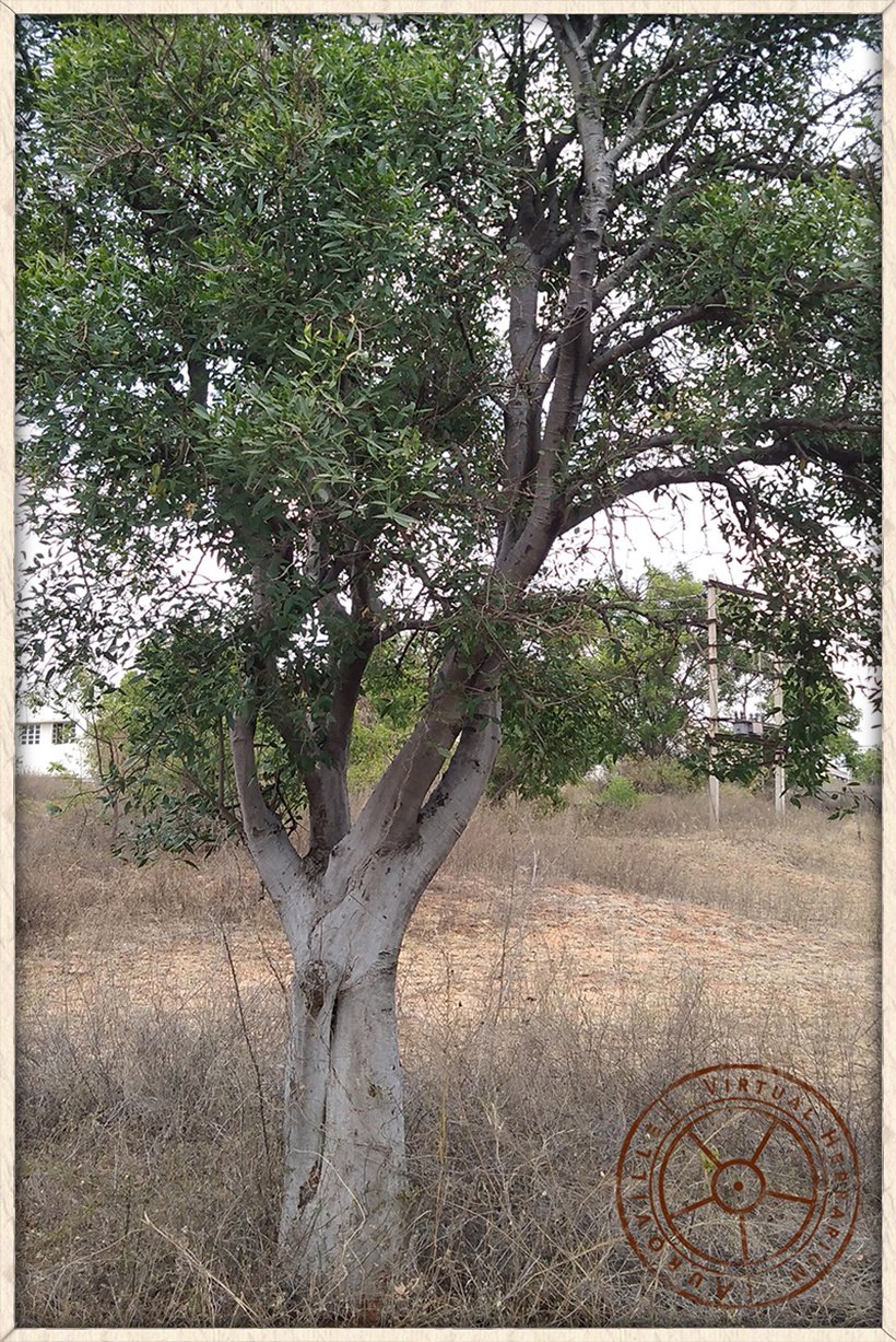 Maerua apetala habit