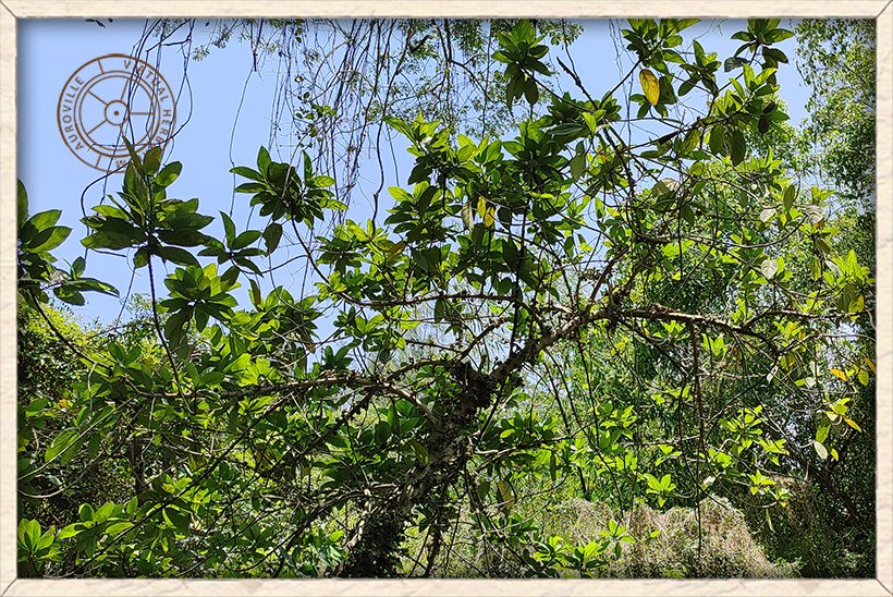 Ficus hispida habit with clusters of figs on the main stem