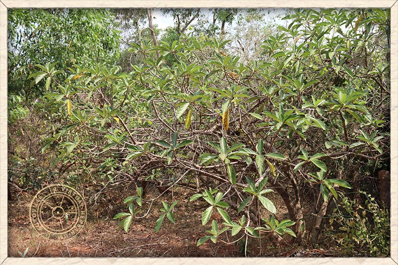 Ficus hispida habit