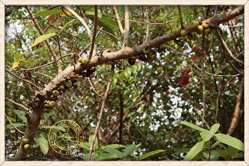 Ficus hispida main stem with clusters of figs on the main stem