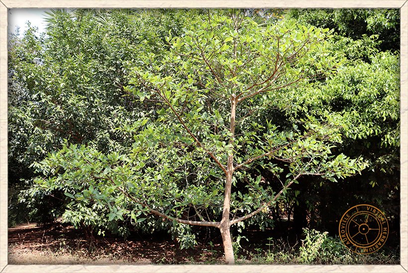 Ficus racemosa habit of a young specimen