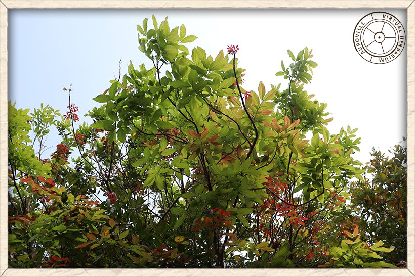 Schleichera oleosa canopy
