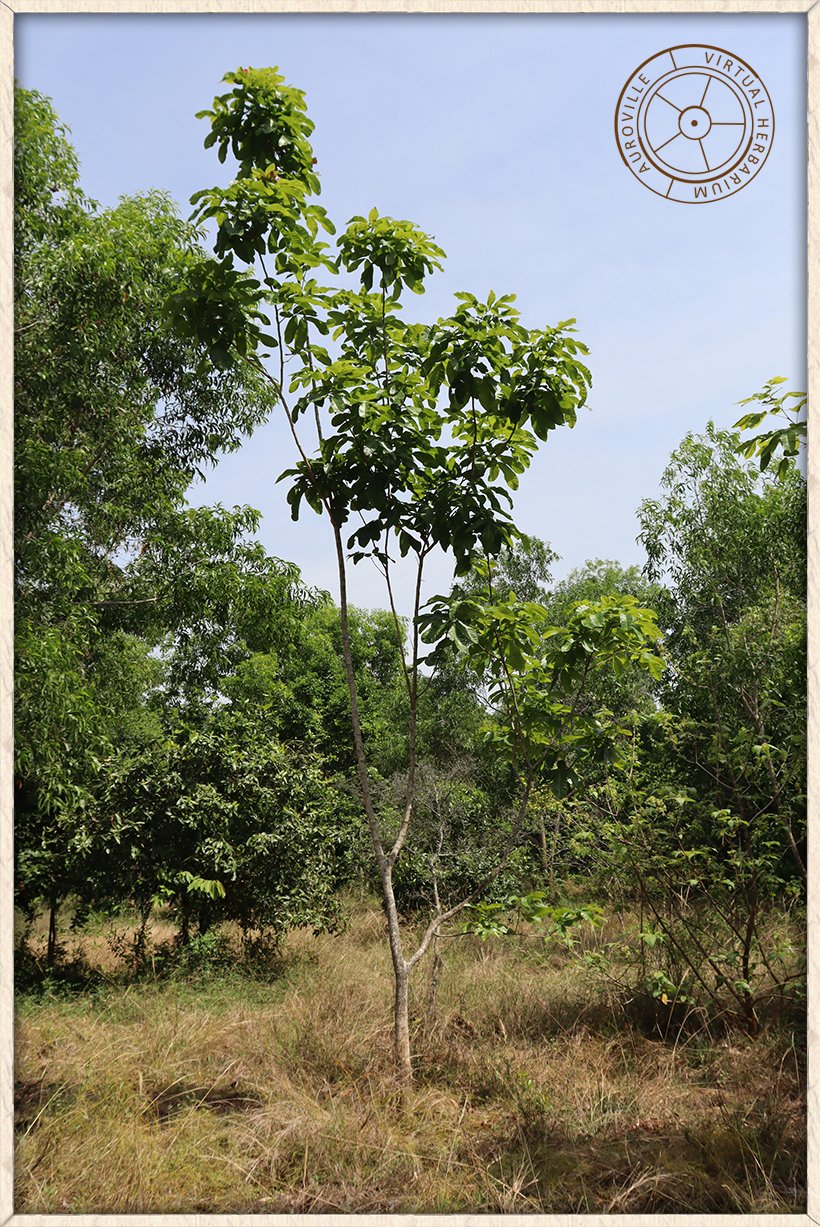 Schleichera oleosa habit of a young tree