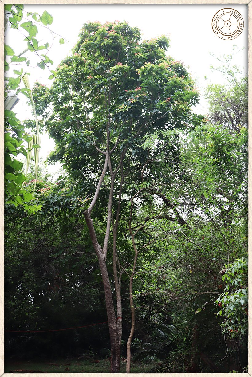 Schleichera oleosa habit