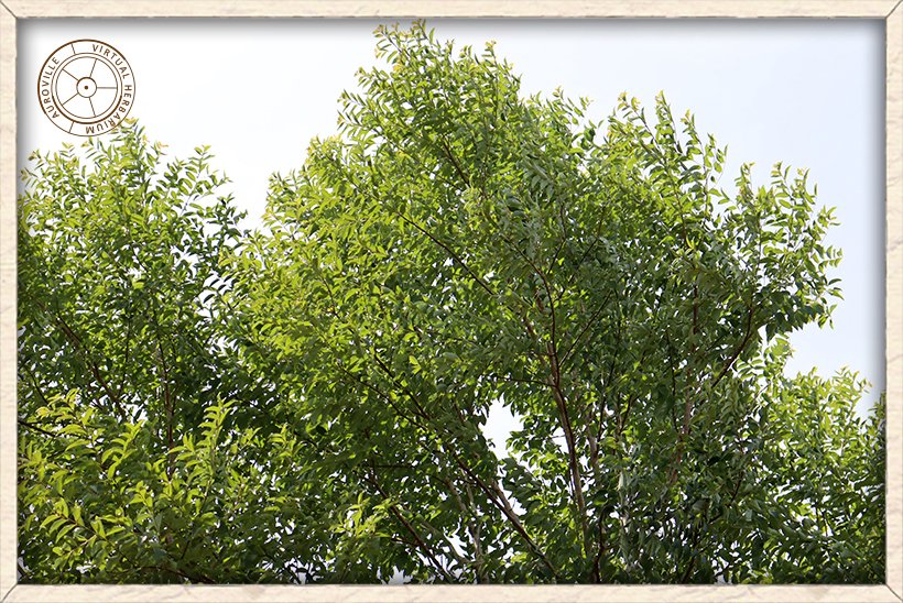 Lagerstroemia parviflora top of canopy