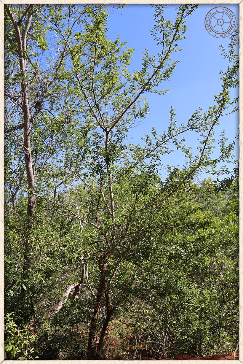 Ximenia americana small tree habit