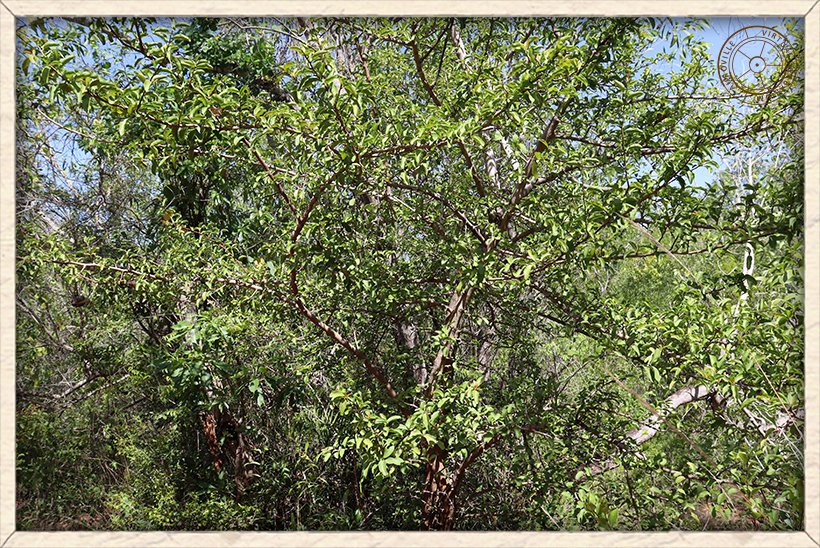Ximenia americana habit