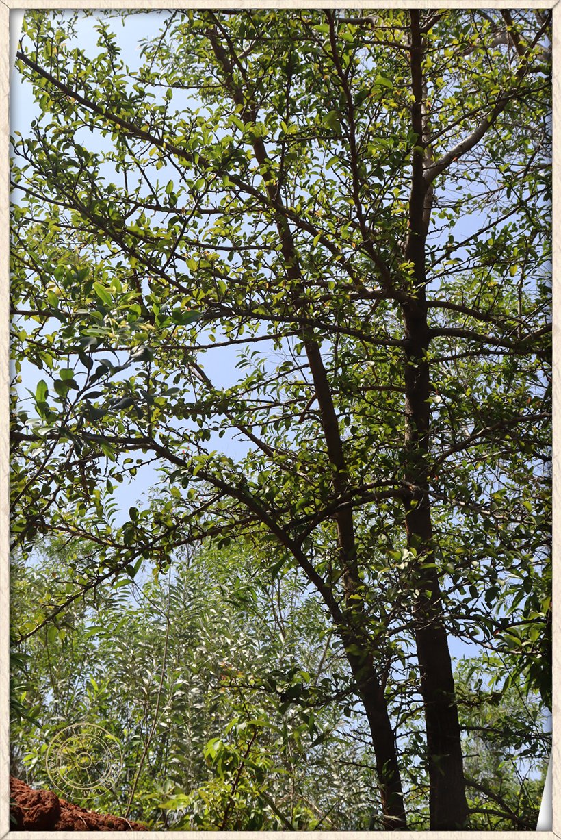 Ximenia americana small tree habit