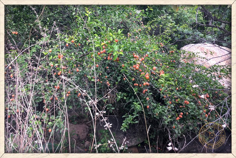 Ximenia americana blooming straggler habit
