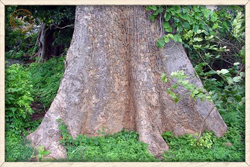 Bombax ceiba buttress roots
