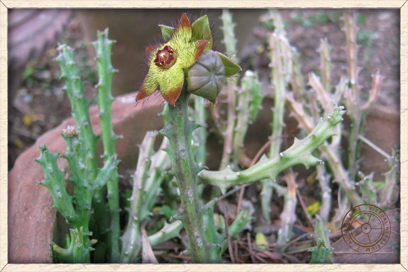 Boucerosia indica habit