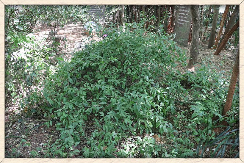 Cadaba fruticosa habit