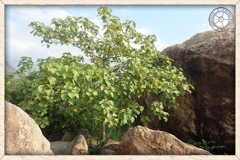 Givotia moluccana growing amongst the rocks (Western ghats, Tamil Nadu)