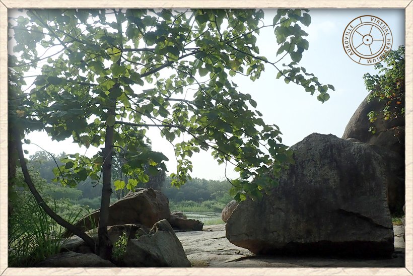 Givotia moluccana growing amongst the rocks (Western ghats, Tamil Nadu)