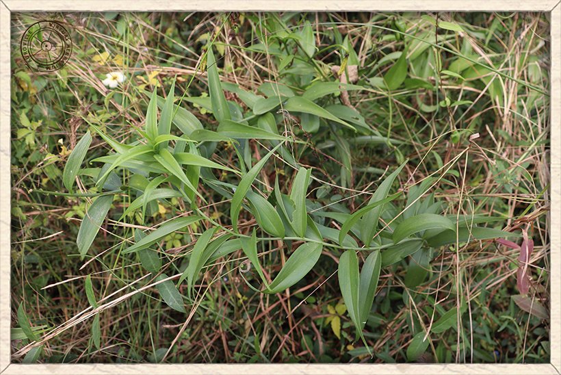 Gloriosa superba habit