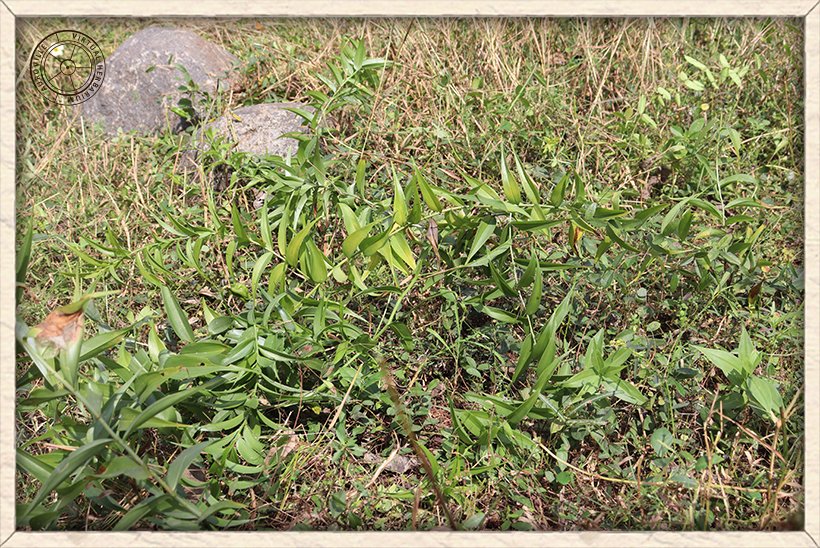 Gloriosa superba habit