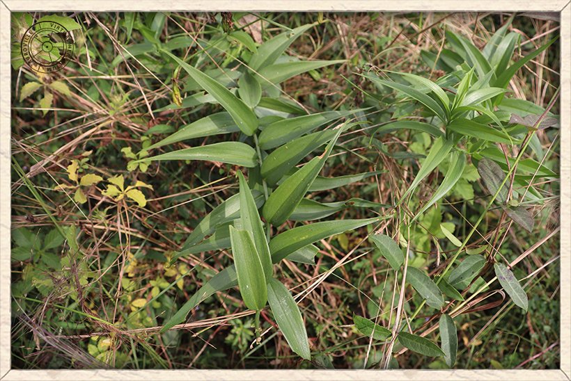 Gloriosa superba habit of a young plant on the ground