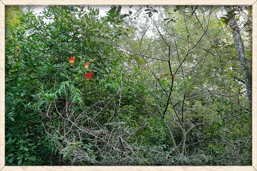 Gloriosa superba climbing habit