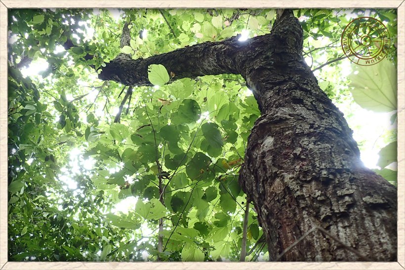 Grewia tiliifolia habit