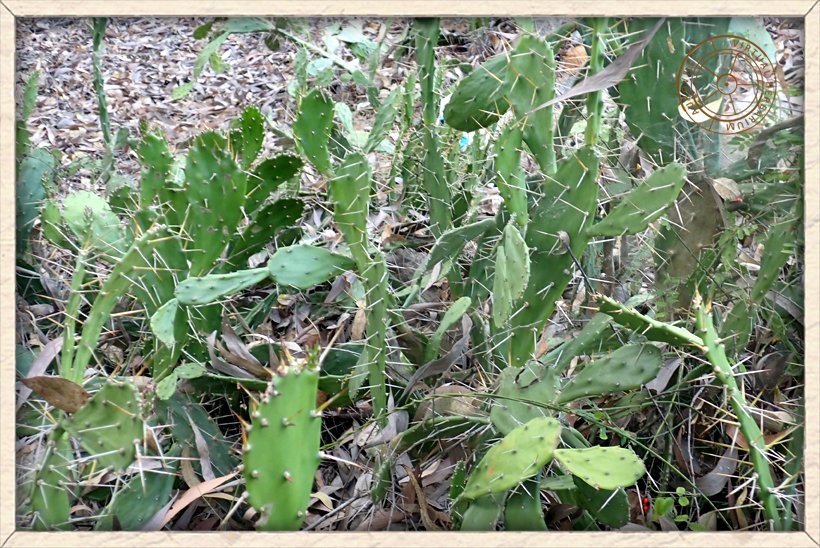 Opuntia monacanthos habit
