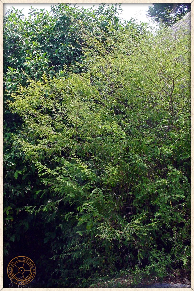 Phyllanthus racemosus habit