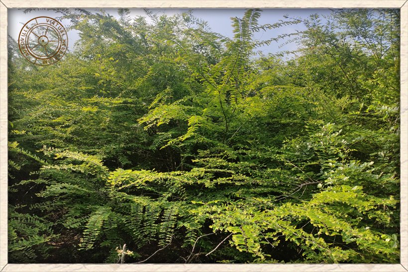 Phyllanthus racemosus habit