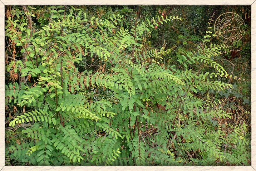 Pterolobium hexapetalum young habit