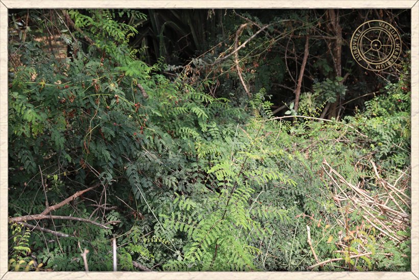 Pterolobium hexapetalum habit