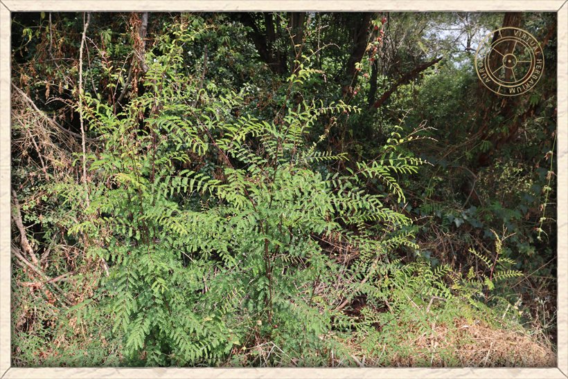 Pterolobium hexapetalum habit