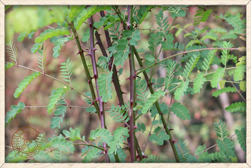 Pterolobium hexapetalum habit