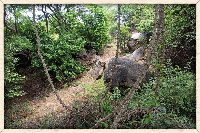 Pterolobium hexapetalum old habit