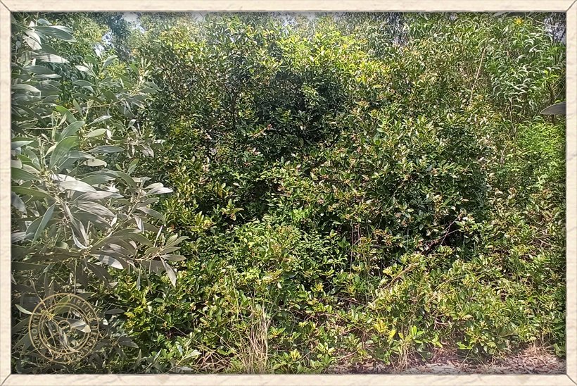 Syzygium caryophyllatum habit