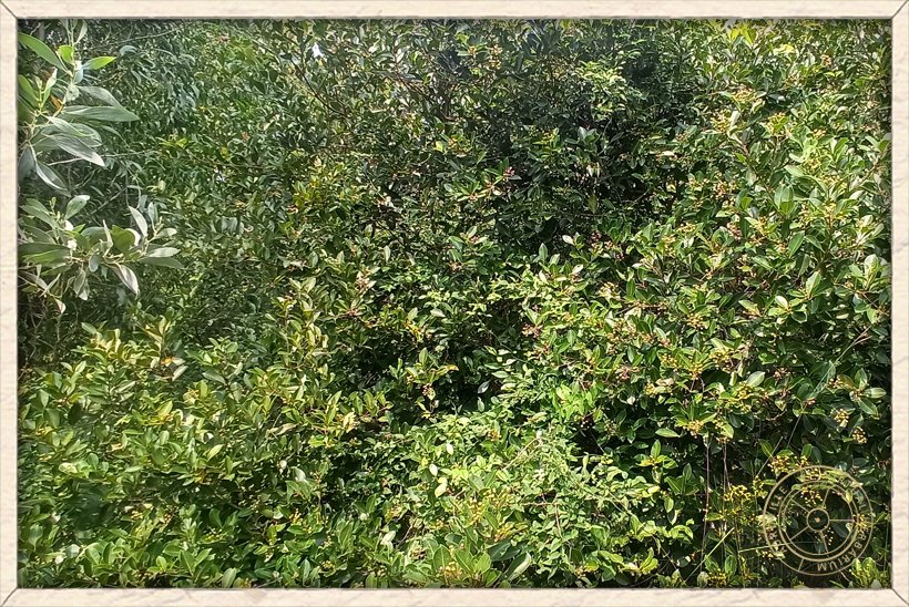 Syzygium caryophyllatum foliage