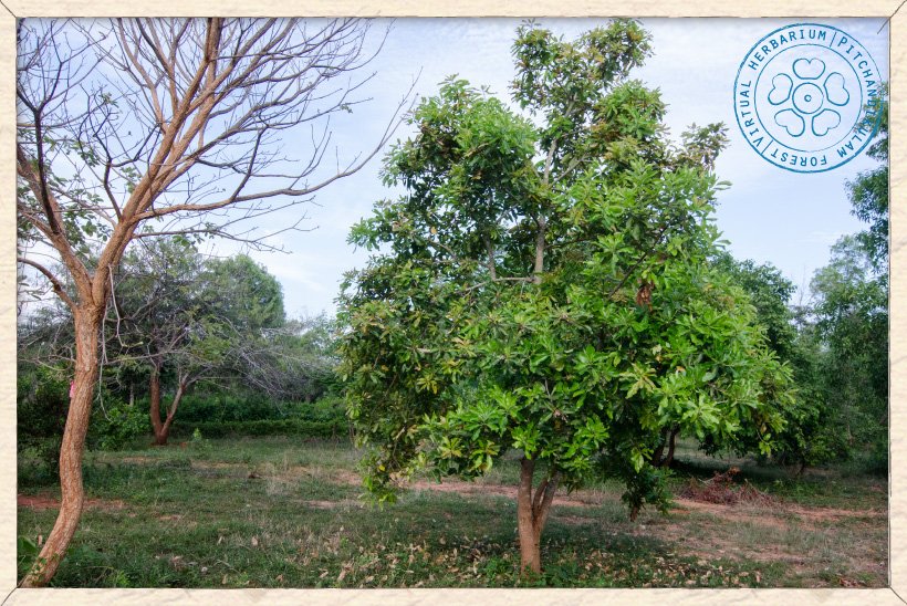 Buchanania axillaris tree at Auroville botanical gardens