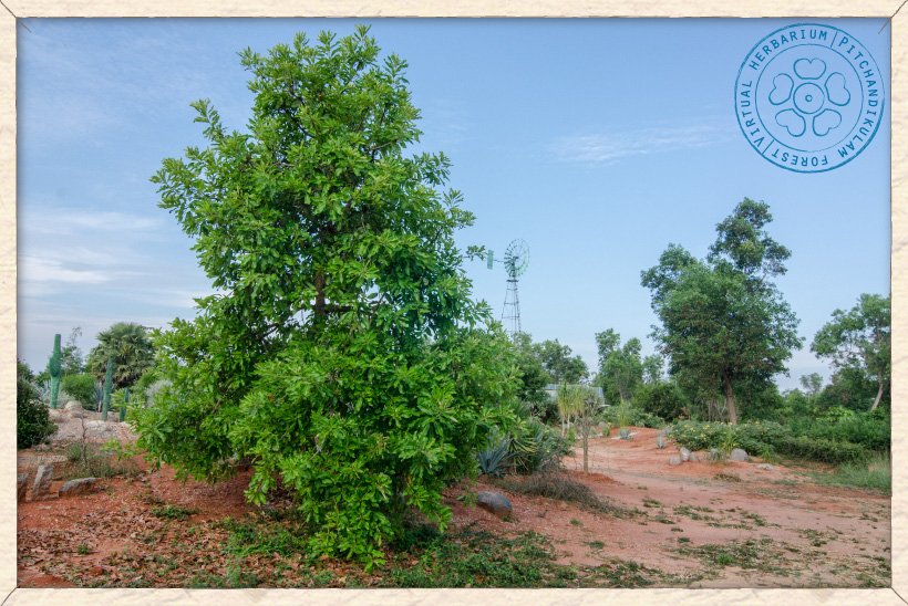 Buchanania axillaris tree at Auroville botanical gardens