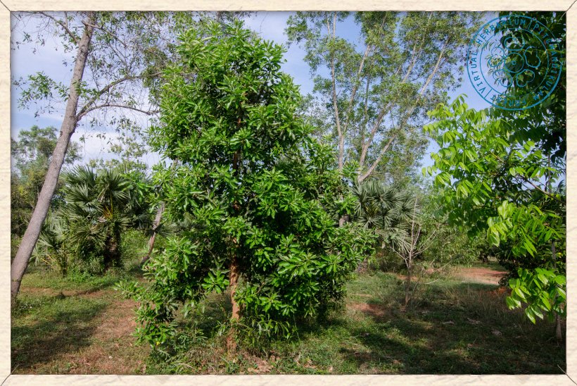 Buchanania axillaris tree at Auroville botanical gardens
