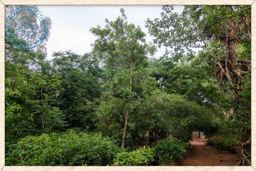 Buchanania axillaris tree at Pitchandikulam Forest