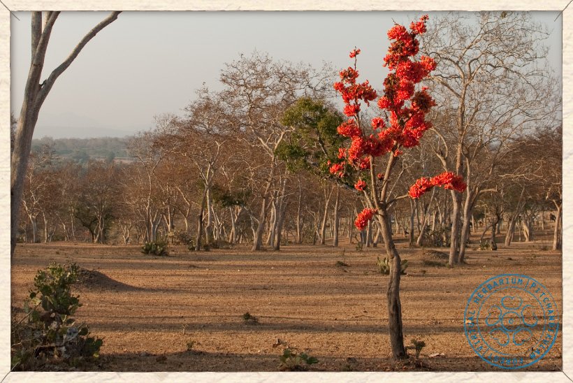 The flame of the forest…