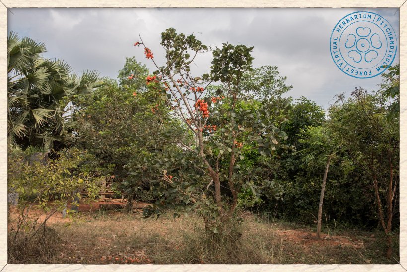 Butea monosperma young tree