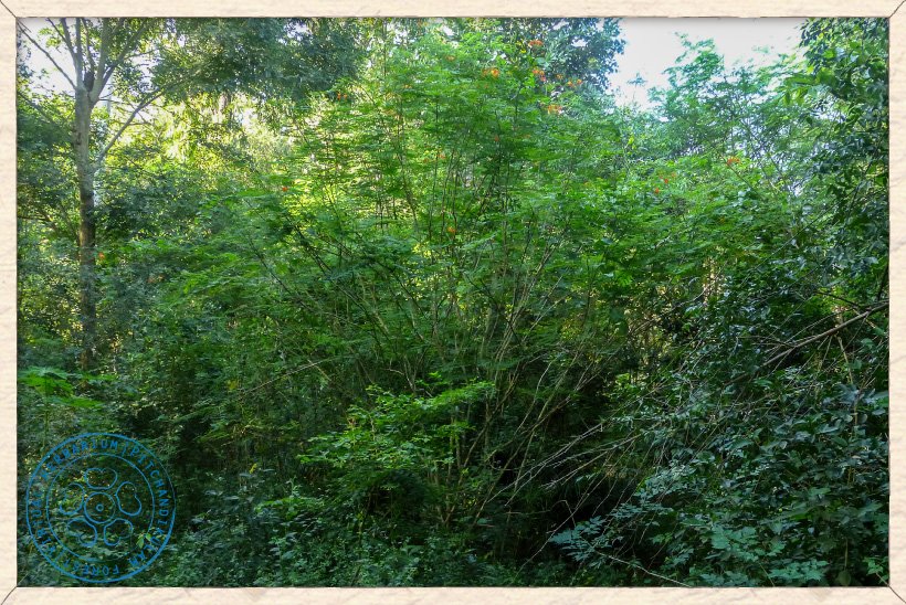 Caesalpinia pulcherrima in a small clearing